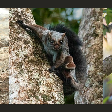 SOI Search f1621068423