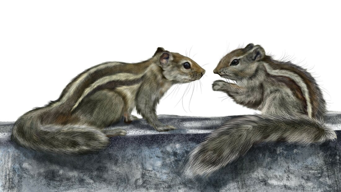 FP squirrel small RJ