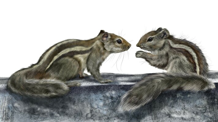 FP squirrel small RJ