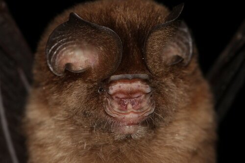 Hipposideros galeritus c Manuel Ruedi