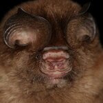 Hipposideros galeritus c Manuel Ruedi