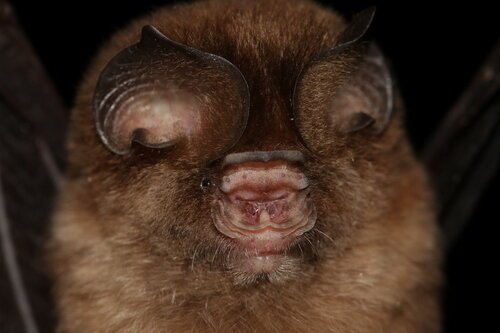 Hipposideros galeritus c Manuel Ruedi