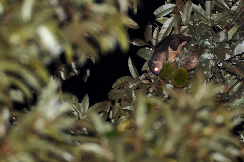 Squirrel Photo1 TFS At Night By Kalyan Varma