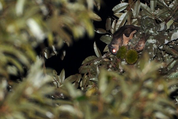 Squirrel Photo1 TFS At Night By Kalyan Varma