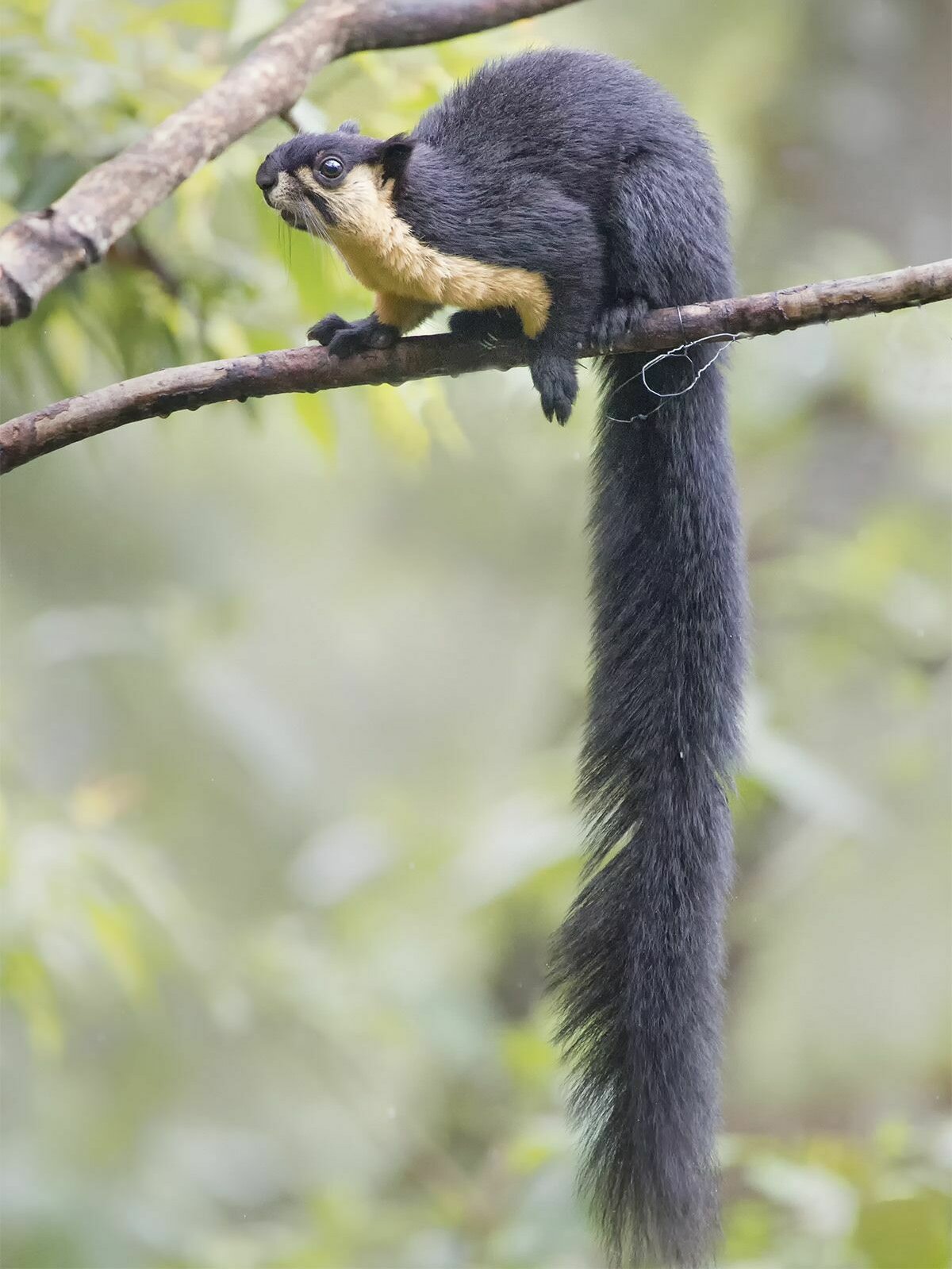 Black Giant Squirrel