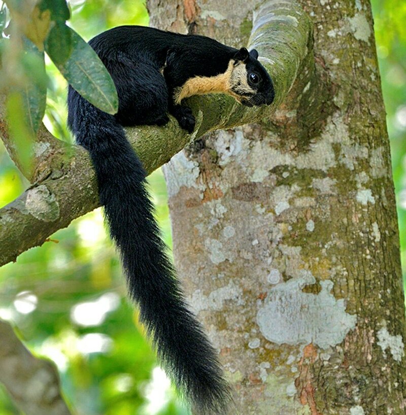 Black Giant Squirrel
