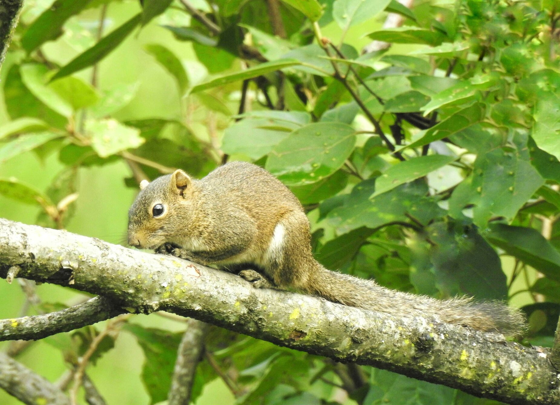 Hoary-bellied Squirrel