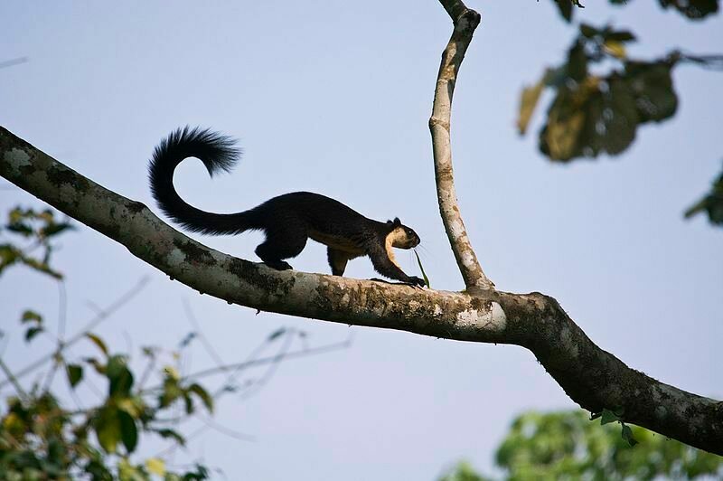 Black Giant Squirrel