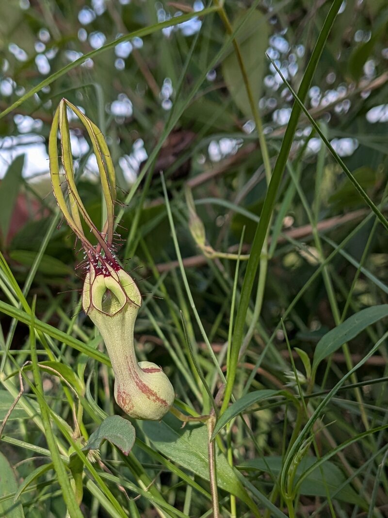 Ceropegia spiralis