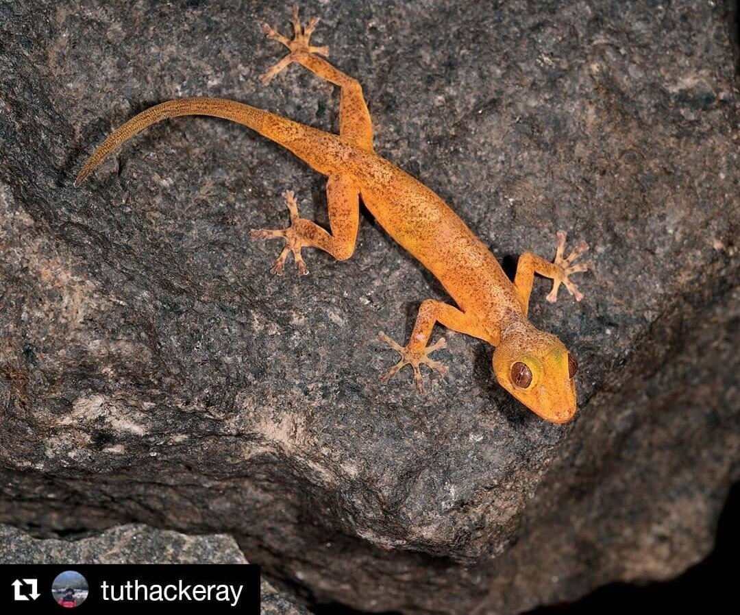 Golden Gecko