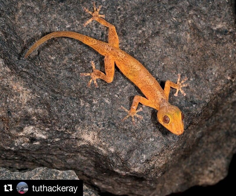 Golden Gecko
