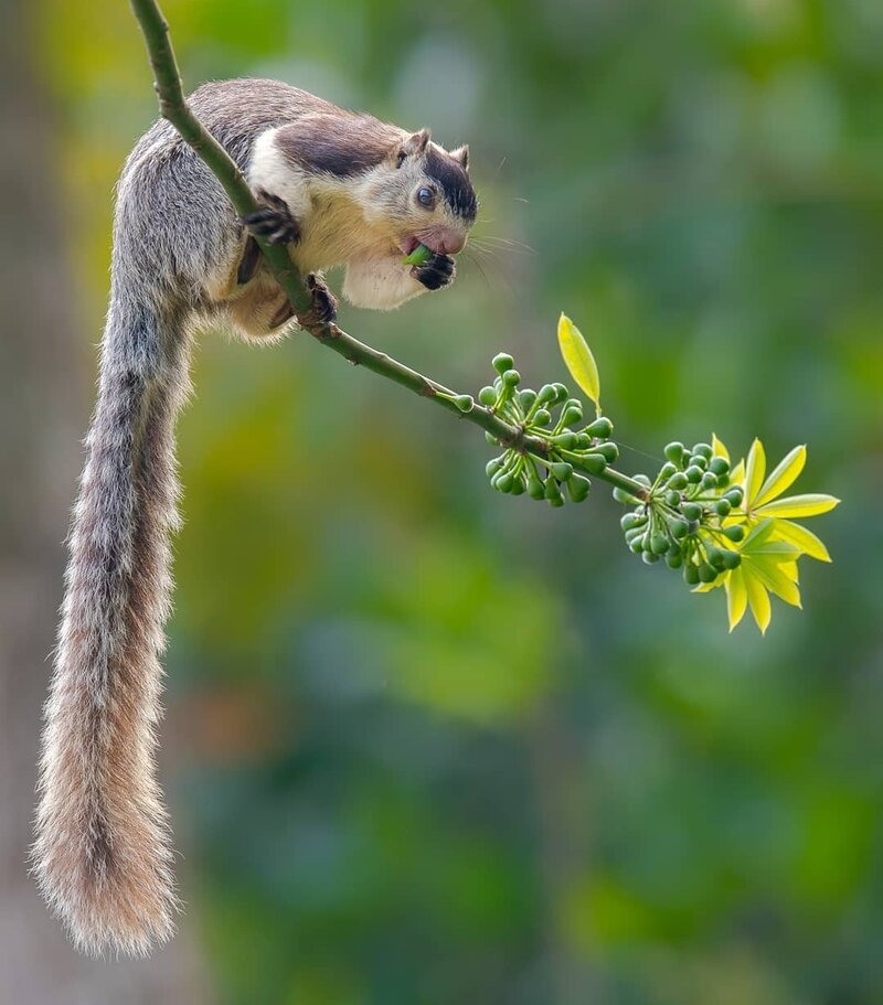 Grizzled Giant Squirrel