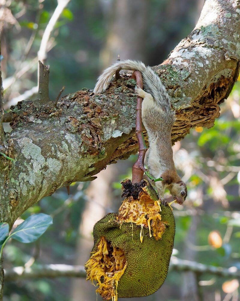 Grizzled Giant Squirrel