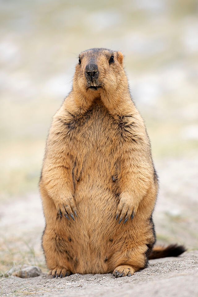 Himalayan Marmot