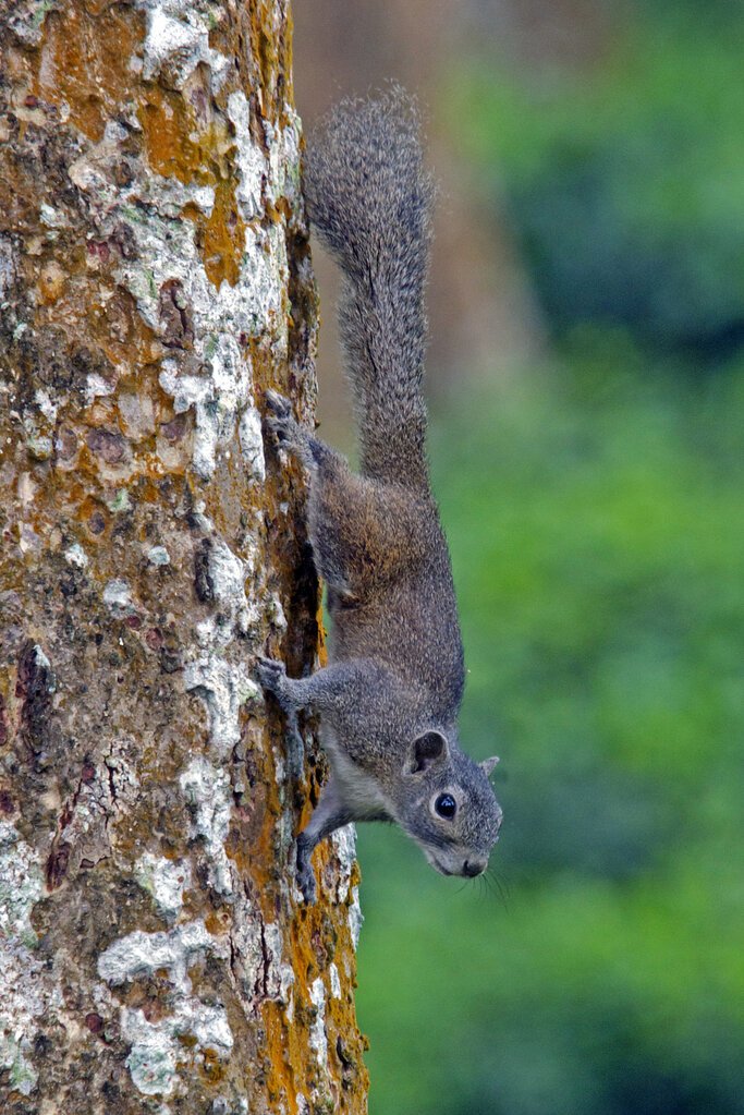 Hoary bellied Squirrel
