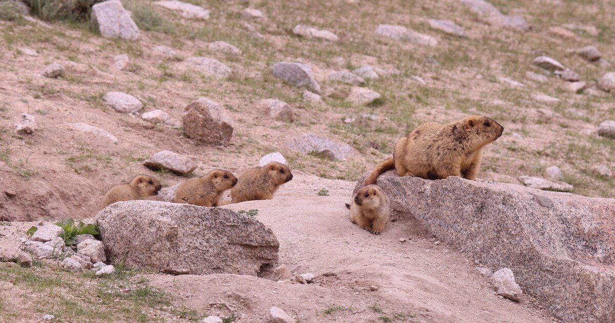 Himalayan Marmots from Wari La,Ladakh - Sciurid Lab