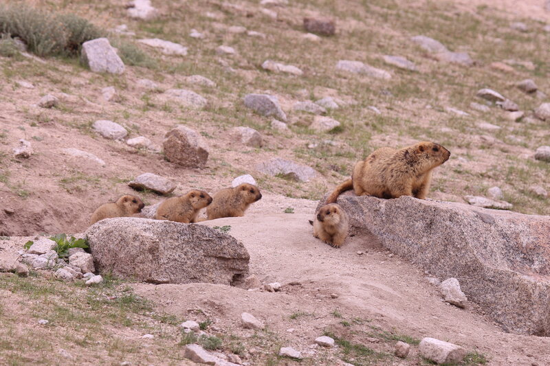 Himalayan&#x20;Marmots&#x20;from&#x20;Wari&#x20;La,Ladakh
