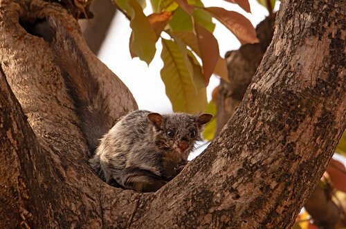 Indian Giant Flying Squirrel