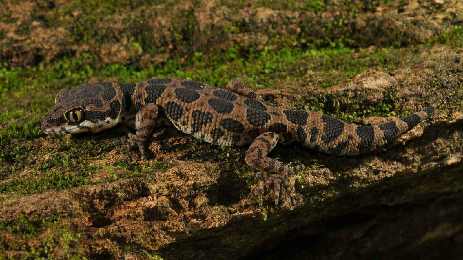 Jeypore Ground Gecko