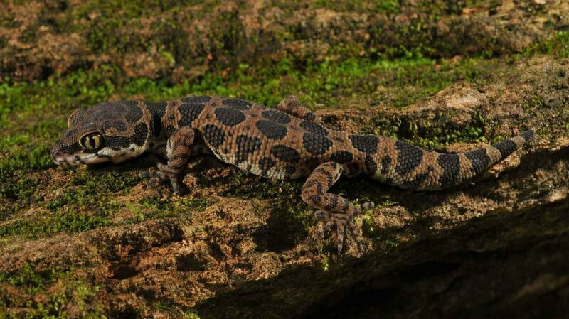 Jeypore Ground Gecko