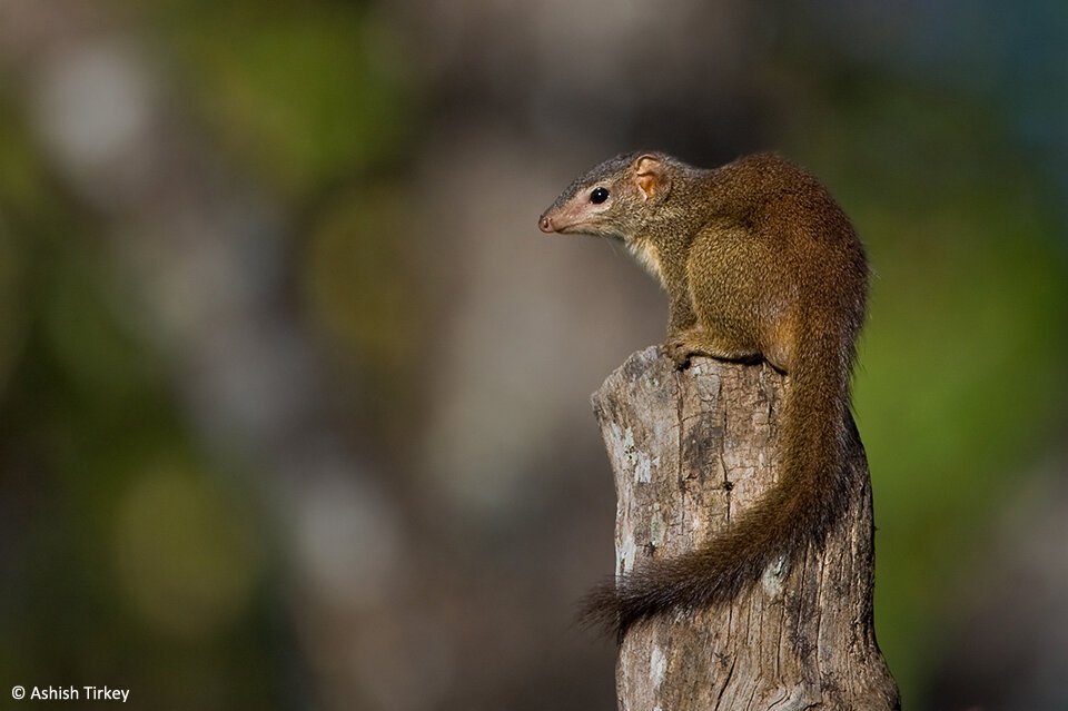 Madras Tree Shrew