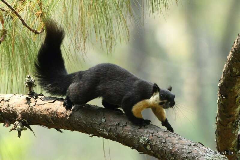 Black Giant Squirrel