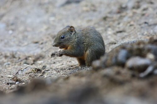 Orange-bellied Himalayan Squirrel
