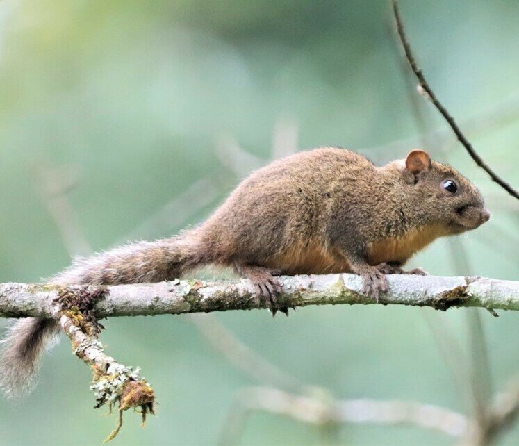 Orange-bellied Himalayan Squirrel