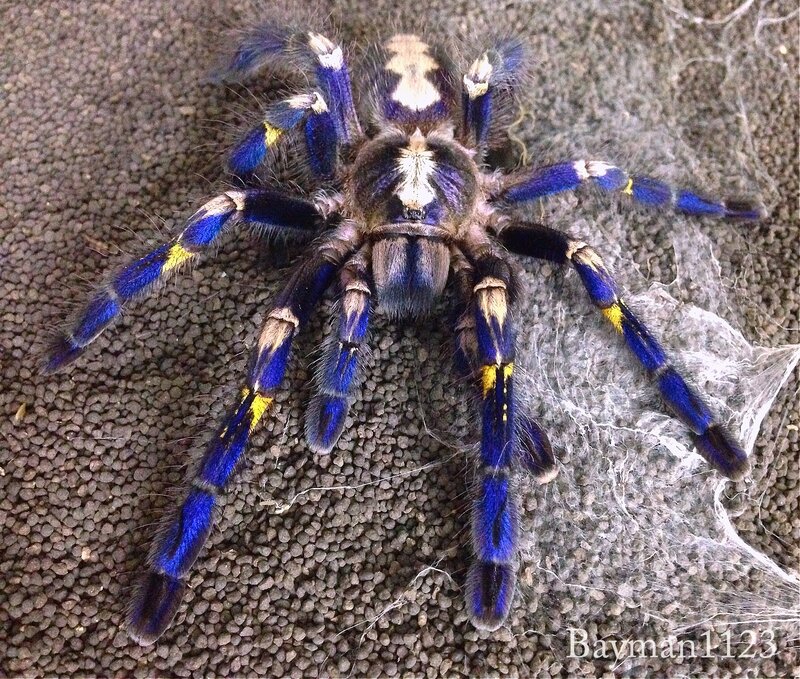 Peacock tarantula