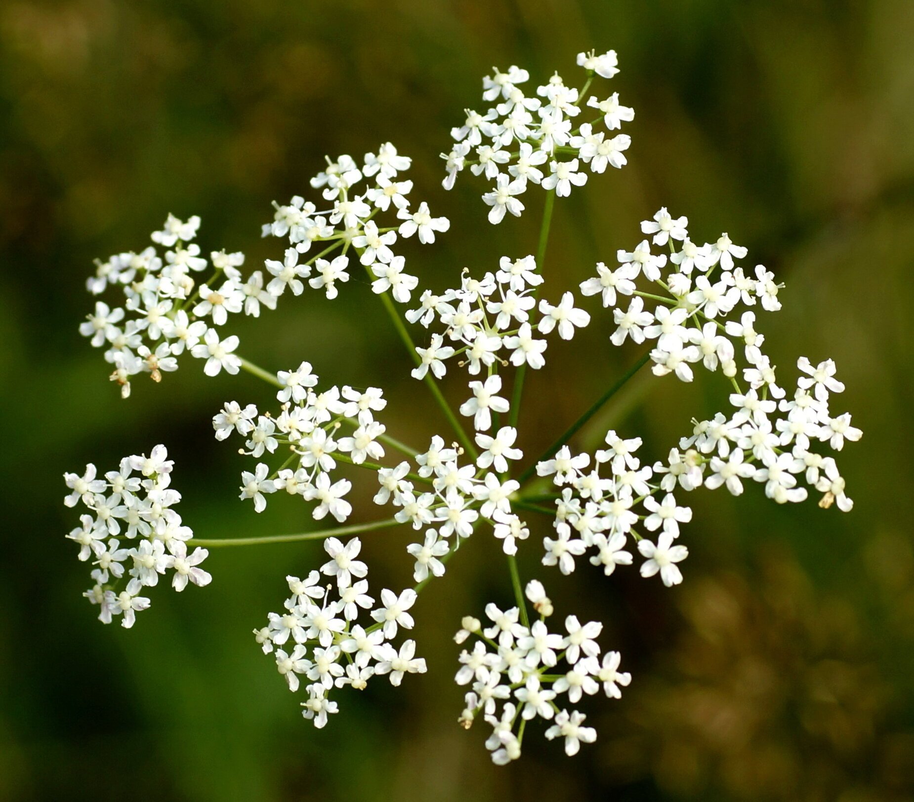 Pimpinella tirupatiensis
