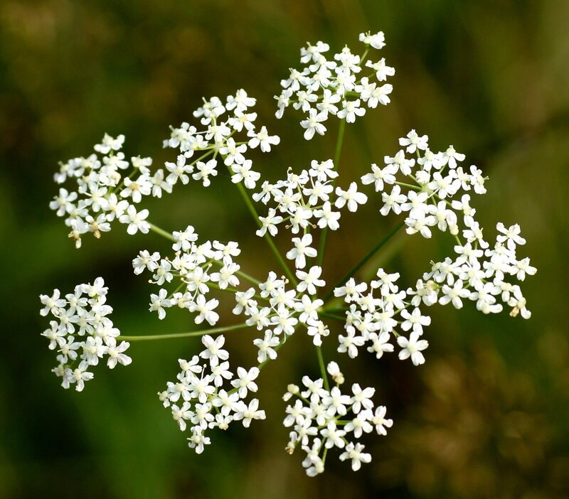 Pimpinella tirupatiensis