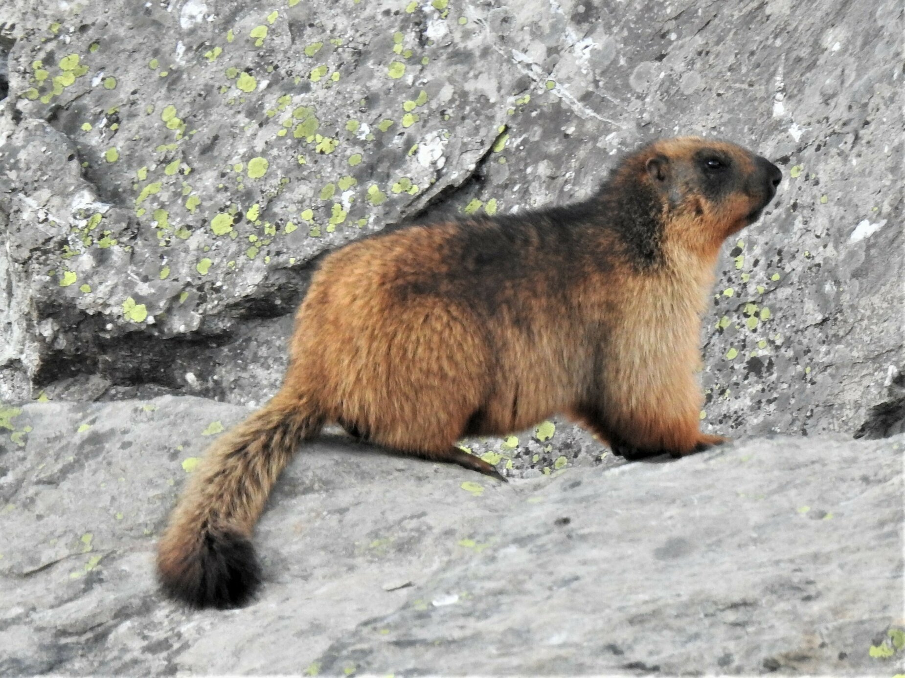 Long-tailed Marmot