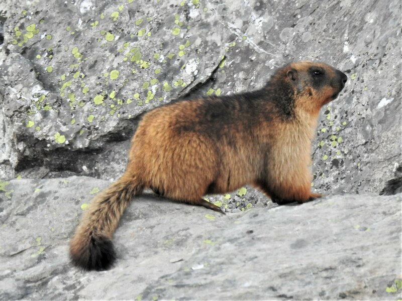Long-tailed Marmot