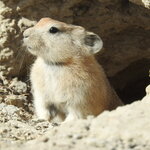 Ladakh Pika at Tsokar,Ladakh