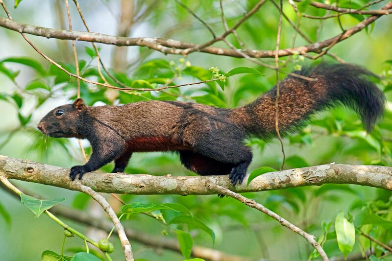 Pallas' Squirrel