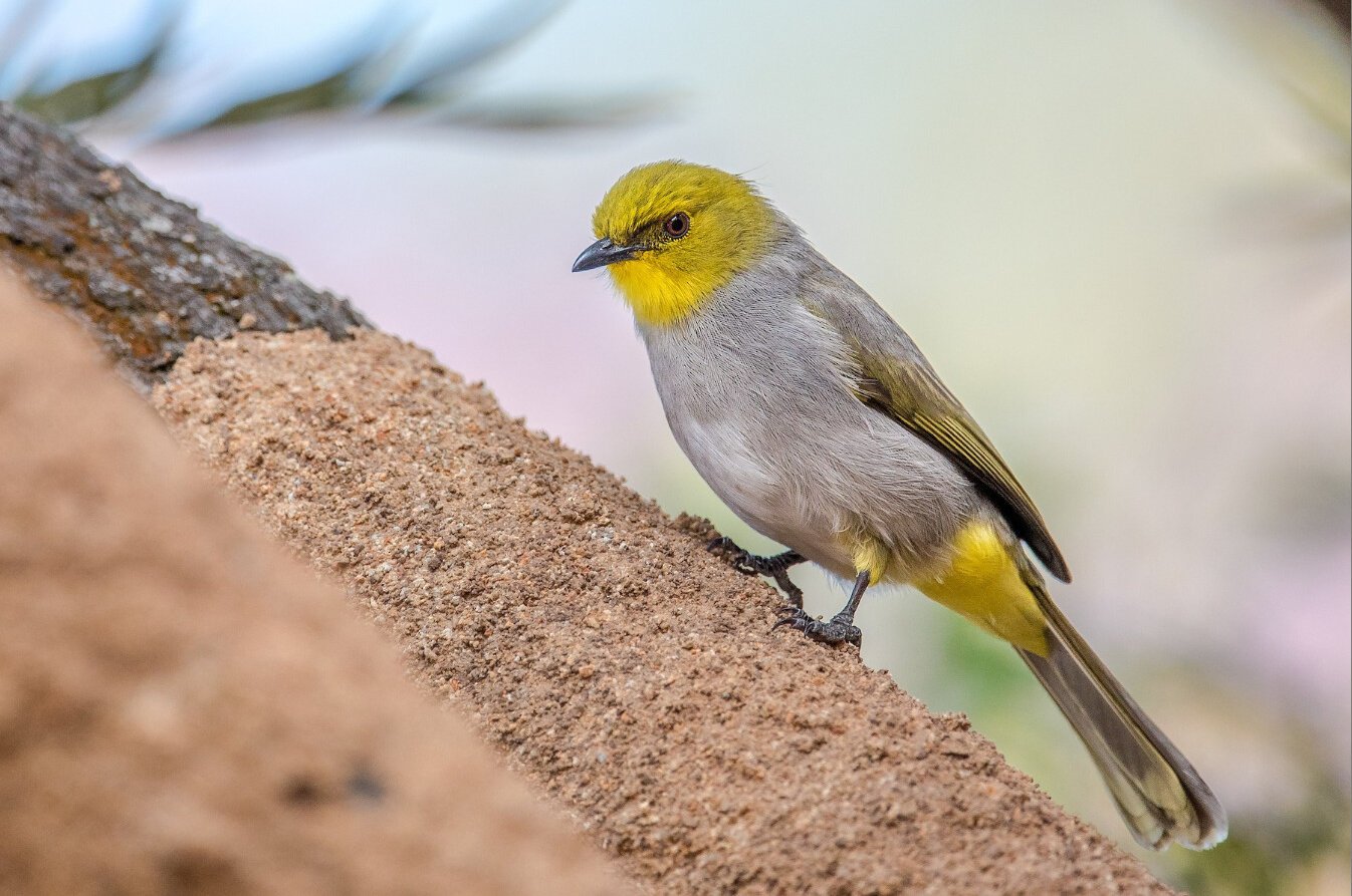 Yellow-throated Bulbul
