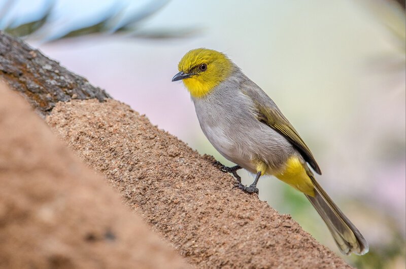 Yellow-throated Bulbul