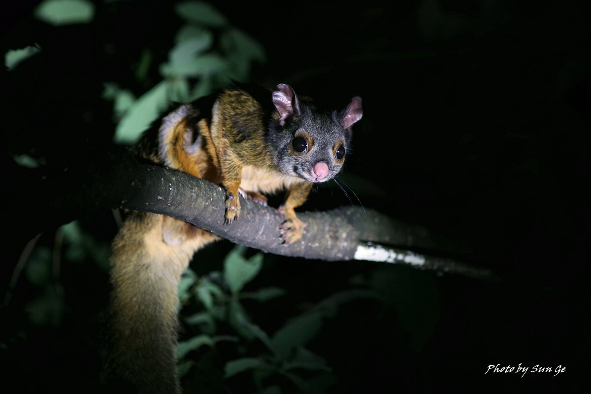 Grey-headed Flying Squirrel