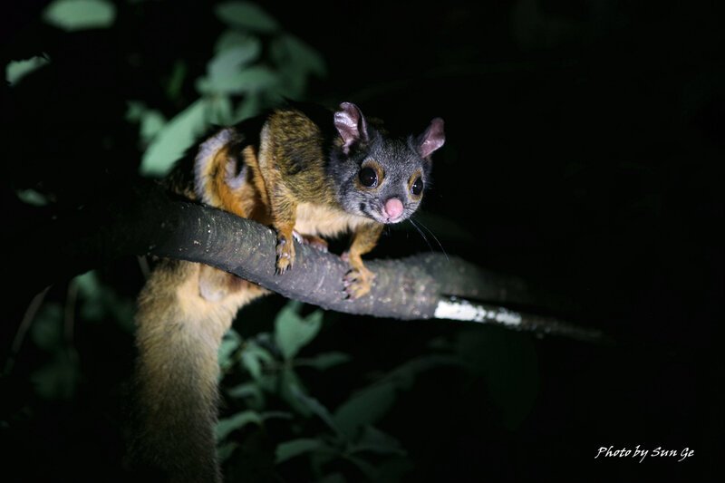 Grey-headed Flying Squirrel