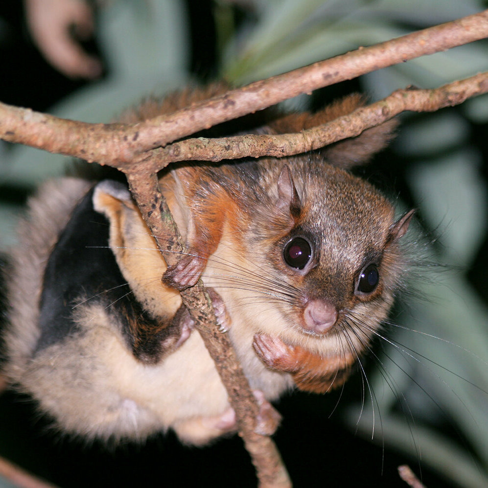 Hairy footed Flying Squirrel Photo credit KFB Gl