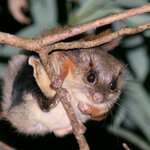 Hairy footed Flying Squirrel Photo credit KFB Gl