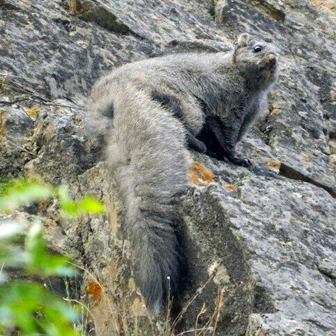 Woolly flying sq WCS Pakistan