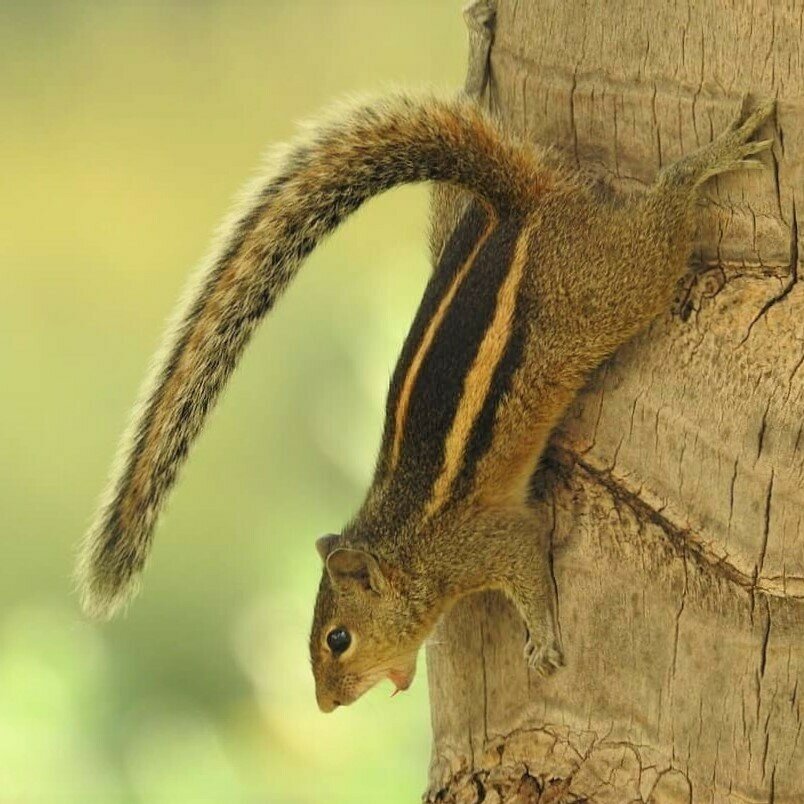 Three striped Swati