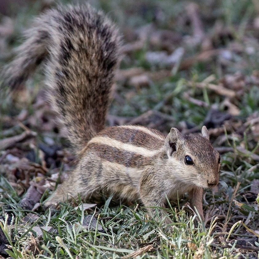 Five striped sq dushenkovcc by nc