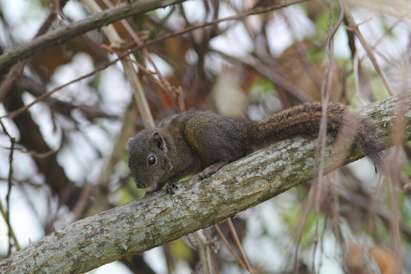 Dusky striped squirrel Sanjay Prasad