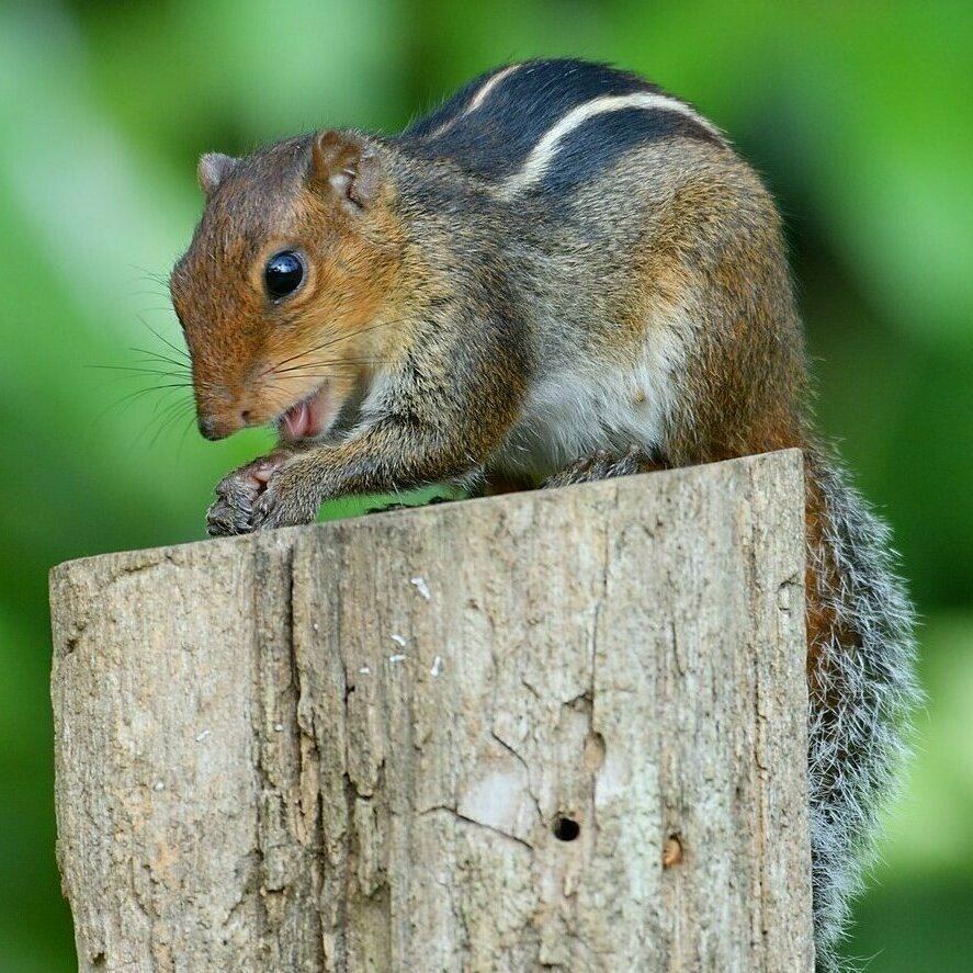 Jungle striped squirrel saydelah CC BY NC