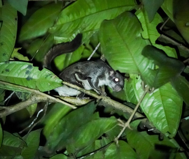 Rejoice G Parti Colored Flying Squirrel