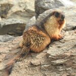 Longtailed marmot NR