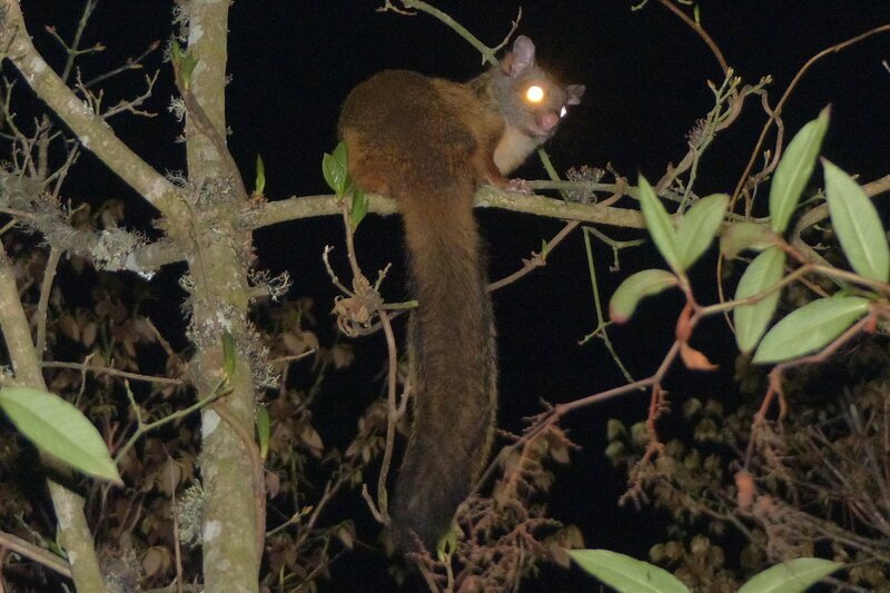 Pcaniceps