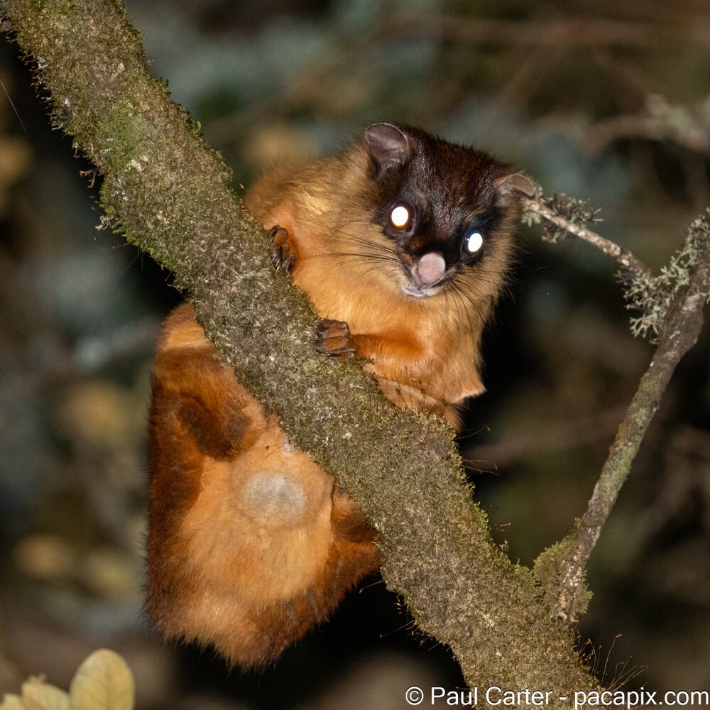 Petaurista magnificus Paul Carter